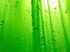 01831_greensimplicity_800x480