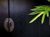 01965_bamboo_800x480