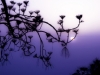 01996_purplehaze_800x480